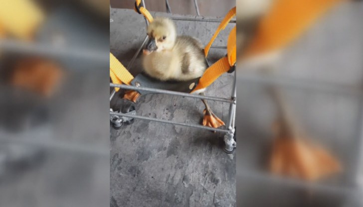 Това е станало по молба на стопаните им