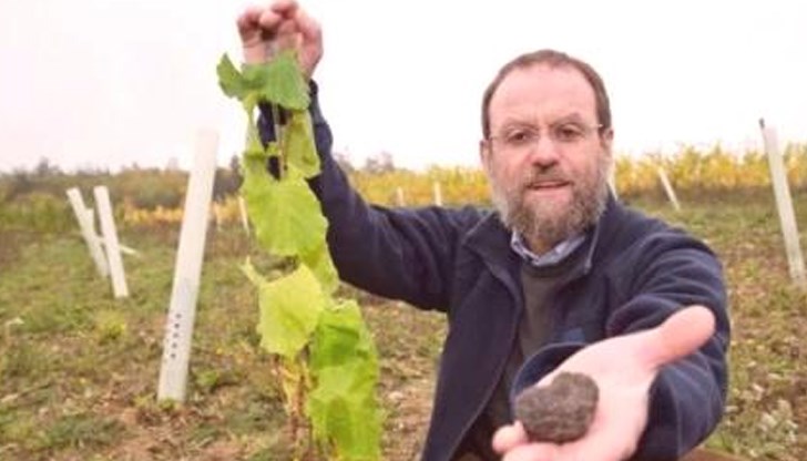 Трюфелите ще си починат за един сезон и на следващата година може да има повече, вземат мерки италианците в грижа за ценната гъба Трюфелите ще си починат за един сезон и на следващата година може да има повече, вземат мерки италианците в грижа за ценната гъба