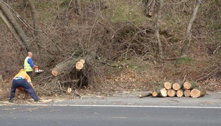 Паднало дърво на пътното плътно на главен път Русе - Силистра затрудняваше трафика