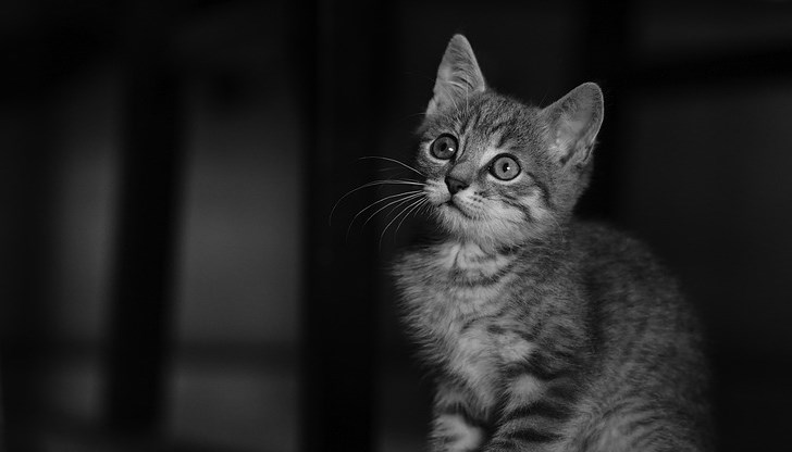 Невинно коте е било ритано безмилостно в лицето от неизвестен извършител