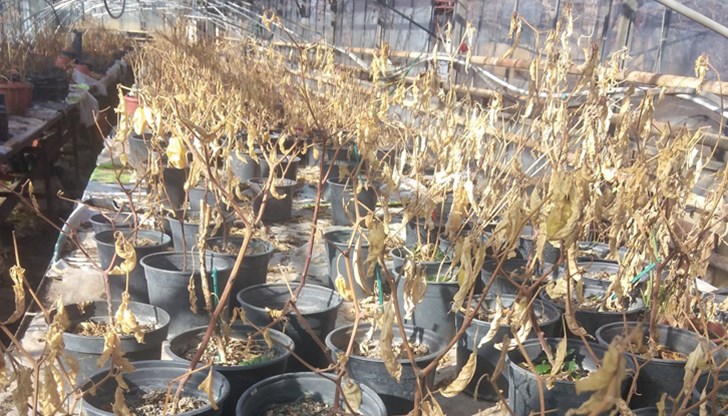 Чушките не обичат студа. Умират за секунди. А в момента внасяме домати от северна Полша Чушките не обичат студа. Умират за секунди. А в момента внасяме домати от северна Полша