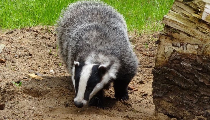 Гладната животинка се е натъкнала на 209 монети от III-V век от новата ера Гладната животинка се е натъкнала на 209 монети от III-V век от новата ера