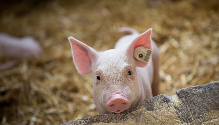 Това е първи случай на заболяването за изминалите близо три години, обобщи д-р Бащавелов