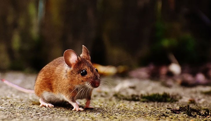 Тя опровергава тази, че вариантът е еволюирал при продължителна инфекция в пациент с тежка имунна недостатъчност Тя опровергава тази, че вариантът е еволюирал при продължителна инфекция в пациент с тежка имунна недостатъчност