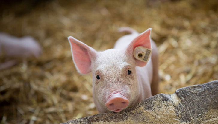 Огнище на африканска чума по свинете е установено в землището