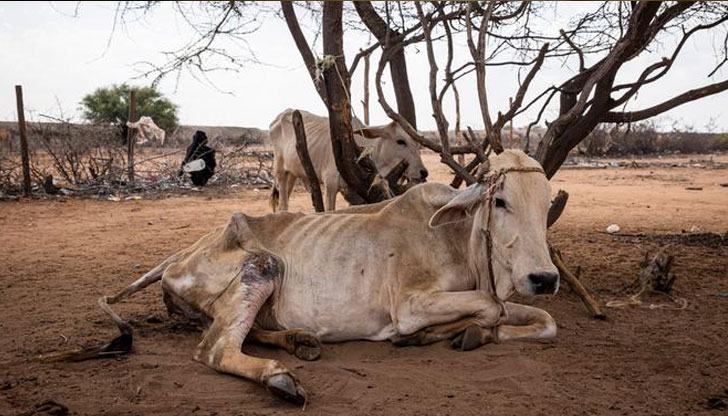 Колабиращи от глад хора, навсякъде трупове на животни: Кения страда
