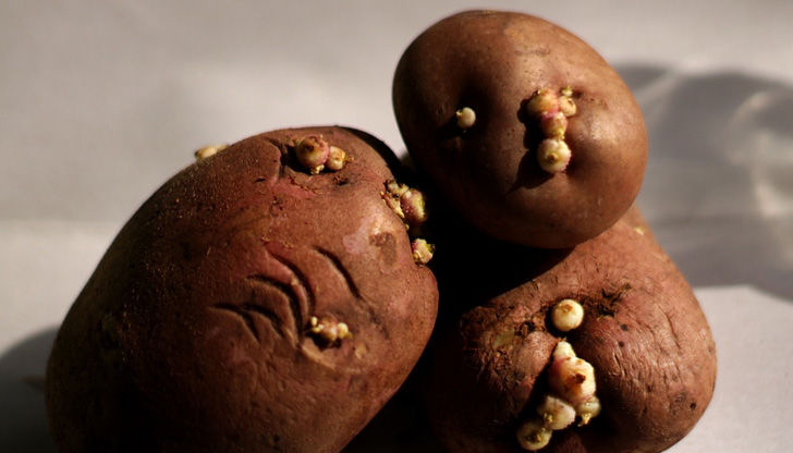 Картофите, оставени за твърде дълго, могат да започнат да поникват,