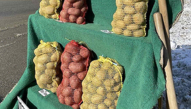 На изходите на град Самоков се продават прочутите самоковски картофи,