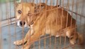 Приютът за животни в Русе: Набеденото за агресивно куче е пинчер, който е в голям стрес