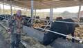 Краят на мечтите: Доайенът на месодайното говедовъдство разпродава всичките си животни