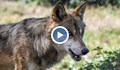 Избягал вълк от зоопарк в Хасково нападна дете