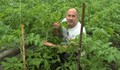 Най-ранните български домати ще са по 7 лева за килограм