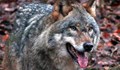 В Хасково са нащрек - вълкът избяга от зоопарка