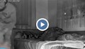 Четирима задържани след видеото с обир, докато собствениците спят