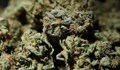 Иззеха марихуана от имота на мъж в Сваленик