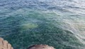 Нашествие от отровни медузи по южните брегове на Турция