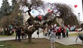 Ръчно изработени валентинки украсиха дървото на влюбените в Русе