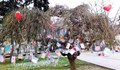 Над 100 "валентинки" разцъфват на Дървото на влюбените в Русе