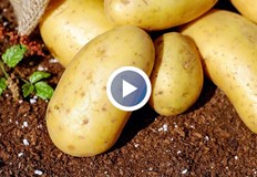 В самоковското село Алино производители са се събрали да изразят