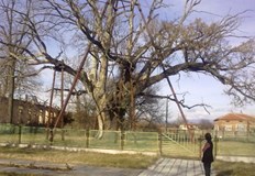 Над 2000 са вековните дървета включени в специалния регистър на