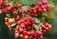 Глогът се използва като храна и лекарство от хилядолетия насам Според лекарите