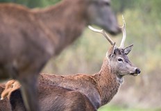 Учени откриха Омикрон и сред дивите животниПрез декември и януари