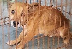 Защитниците на животни в Русенско проявиха загриженост за съдбата на кучетата за