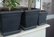 Обичате цветя но за някои от тях през зимата е