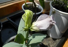 Може би ще се стори странно на някои тъй като