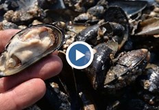 Техните мазнини оказват благоприятно въздействие върху зрението и мозъчната функцияМогат