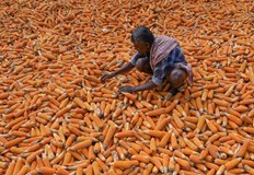 Неоникотиноидите са силно отровни и поради това са забранени в