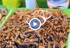 Това е третото насекомо което е разрешено за консумация в