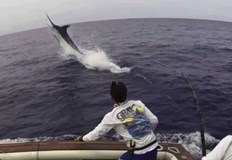 Рибата е пронизала стомаха на Джохана с дългия и остър носПо време на