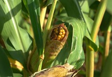 Вносни хибриди изписани на опаковките като пискюли и царевични храсти