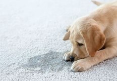 Упорити замърсявания които имат силен мирисКогато имате домашни любимци или малки деца могат да