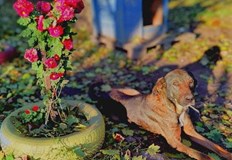 Служителите от Общинския приют дадоха пример на колегите си от ПавликениСлужителите