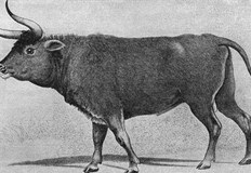 Находка на костен рогов ствол на рог на възрастен тур