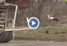 Три щъркела отказаха да отлетят към по топли страни а предпочетоха