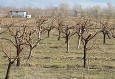 Хищни дървеници и калинки водят успешна борба с вредителите в