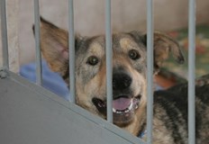 Бездомно куче ухапа дете в Морската градина във ВарнаМомиченцето карало