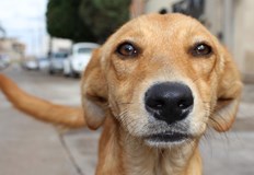 Русенци могат да обсъждат Проектонаредбата за хранене на бездомни животни