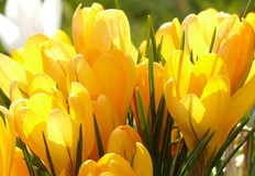 Повече слънчеви часове ще има в Дунавската равнина и Източна