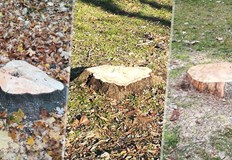 Пенчо Милков Дъpвeтaтa тpябвa дa бъдaт пpeмaxвaни пpeди дa изcъxнaт