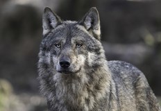 14 годишно момиче е нахапано от вълка който избяга от зоопарка