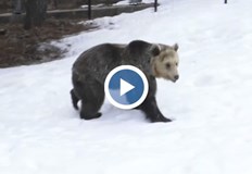 Някои от мечките в Белица не заспаха зимен сън В парка