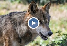 Заловиха избягалия вълк от хасковския зоопарк при среднощна акцияМеждувременно стана