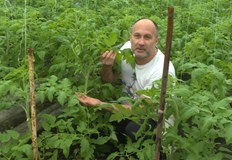 По думите на производител конкуренцията на зеленчуци от парници в