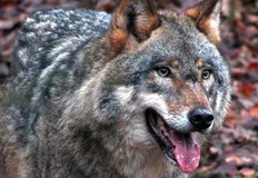 Мъжкият вълк в зоопарка разположен в лесопарка Кенана край Хасково