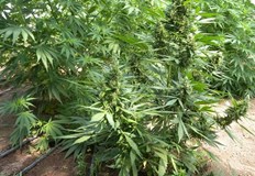 Полицията в Русе разследва производство на наркотициВ хода на провеждани