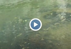 За огромно количество умряла риба в река Върбица край село